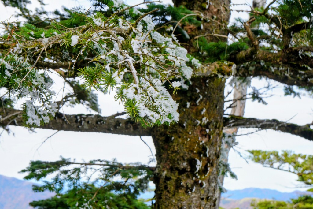 剣山 木々に付く霧氷