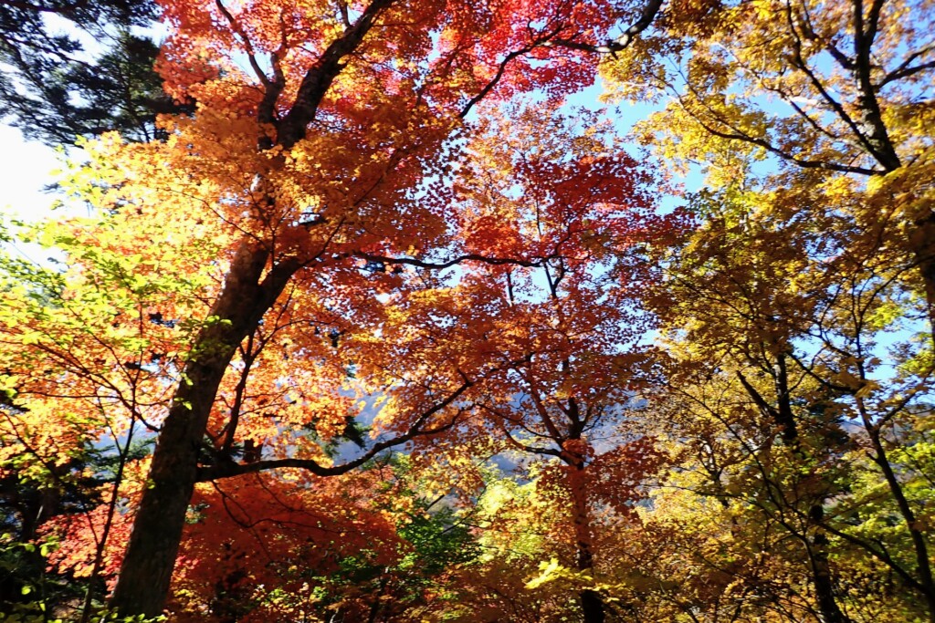 石鎚山　成就社ルート　紅葉の写真