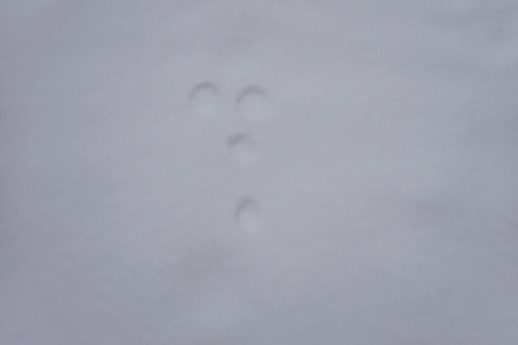 雪の上に残るノウサギの足跡