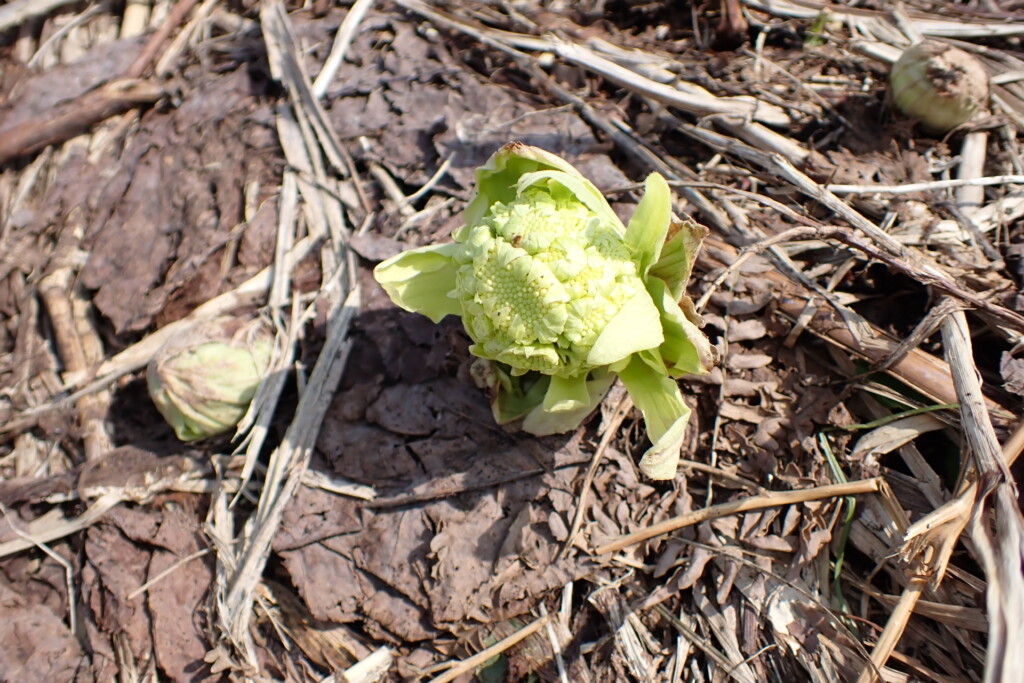 下山中に見つけた春の山菜ふきのとう