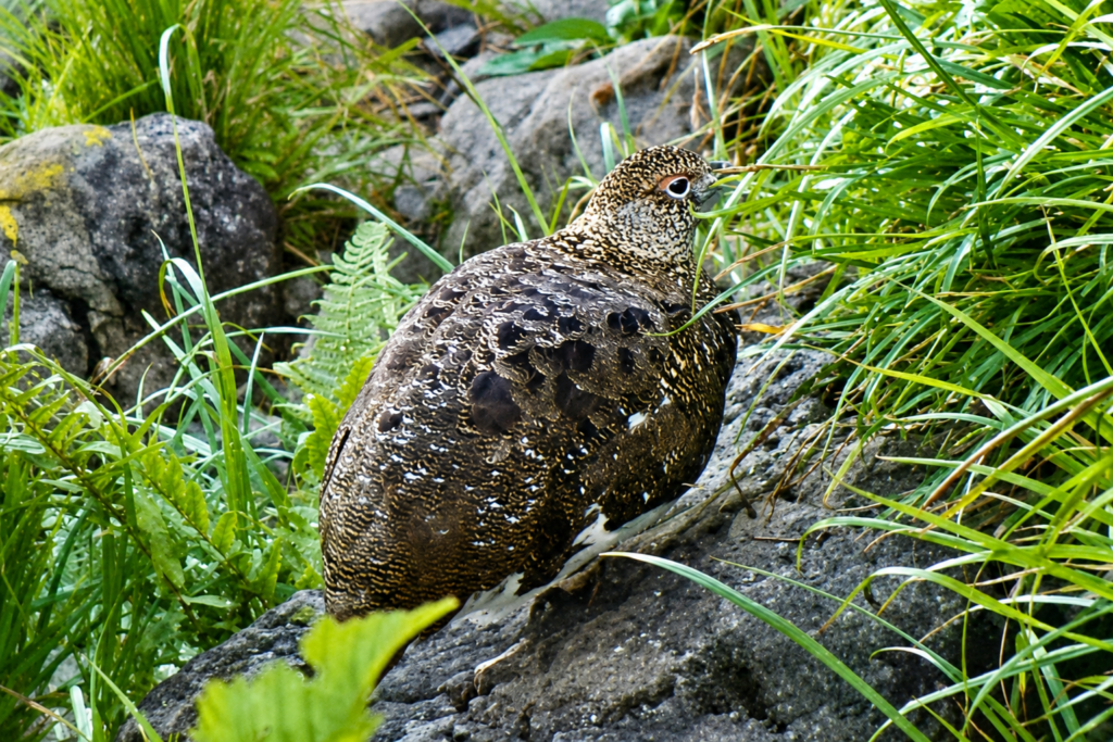 立山で見られる雷鳥